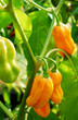 Habanera Golden Chili Schoten am Strauch