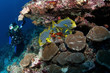 Photo: diver watch oriental sweetlips, Maldives diver watch oriental sweetlips, Maldives