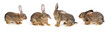grey  rabbit