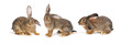 grey  rabbit