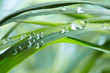water drops on the green grass