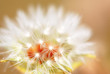 TARAXACUM O DIENTE DE LEÓN. SEMILLAS