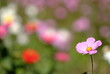 コスモスの花