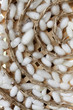 group of silk worm cocoons nests