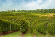 Foto: Vineyards on Alsatian hills Vineyards on Alsatian hills