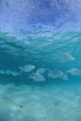 浅瀬のコバンアジ