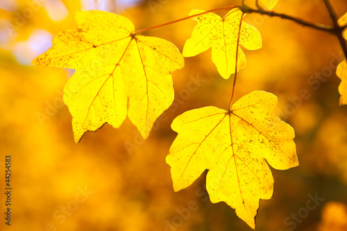 Photo: Yellow autumn leaves Yellow autumn leaves