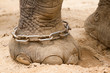 Hobbled foot of a working Indian Elephant