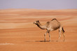 Single camel walking through  dunes in the United Arab Emirates