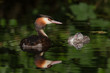 Haubentaucher, Podiceps cristatus
