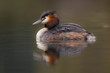 Haubentaucher, Podiceps cristatus