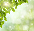 spring background