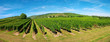 Vignoble d'Alsace sur la route des vins