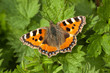Small Tortoiseshell Butterfly