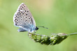 Large Blue Butterfly
