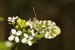 Orange Tip Butterfly