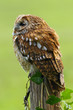 Tawny Wol