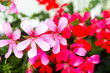Geranium