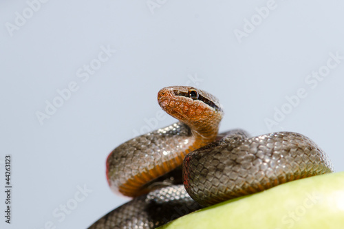 Photo: A snake coiled on an apple against a white background A snake coiled on an apple against a white background