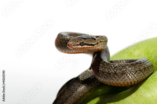 Photo: A snake coiled on an apple against a white background A snake coiled on an apple against a white background