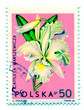 Orchidea flower