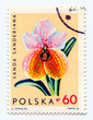 Orchidea flower