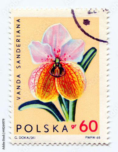 Photo: Orchidea flower Orchidea flower