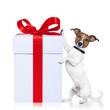 christms dog with gift