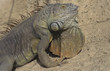 Green iguana male / Iguana iguana