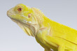 Albino iguana