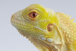 Albino iguana