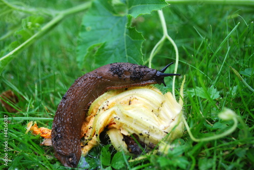 Photo: Schnecke Schnecke