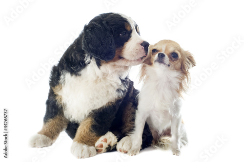 Photo: puppy bernese moutain dog and chihuahua puppy bernese moutain dog and chihuahua