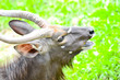 Nyala or Tragelaphus angasi 