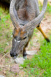 Nyala or Tragelaphus angasi 