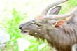 Nyala or Tragelaphus angasi 