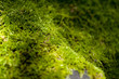 moss on stone