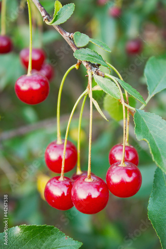 Photo: Red cherries on a branch Red cherries on a branch