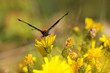 European peacock butterfly