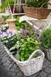 Herb leaf and flowers selection in a rustic wooden basket