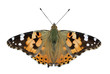 isolated butterfly - "painted lady"