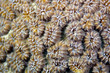 Photo: Polyps of a hard coral Polyps of a hard coral