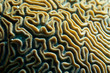 Photo: Grooves of a brain coral Grooves of a brain coral