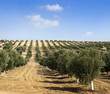 Young olive trees