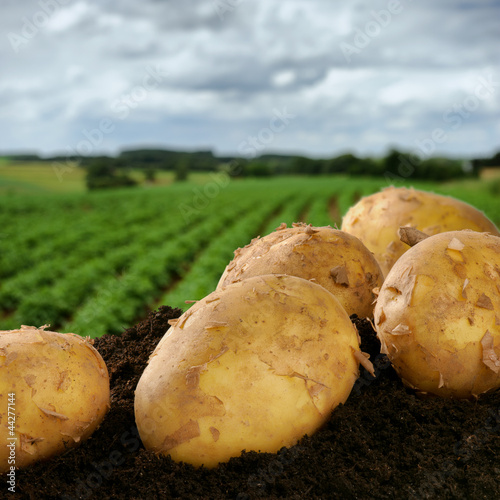 Photo: Freshly dug potatoes on a field Freshly dug potatoes on a field
