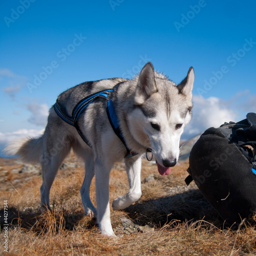 Photo: Siberian husky on the mountains Siberian husky on the mountains