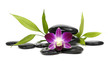 Photo: Beautiful orchid and bamboo plant with stacked stones Beautiful orchid and bamboo plant with stacked stones