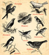 les oiseaux