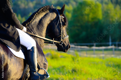 Photo: Black Friesian horse in the sunset with rider Black Friesian horse in the sunset with rider