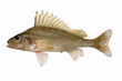 Photo: Gymnocephalus cernuus. Ruffe. Gymnocephalus cernuus. Ruffe.